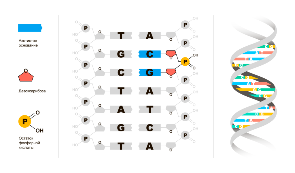 CpG-светофоры в ДНК
