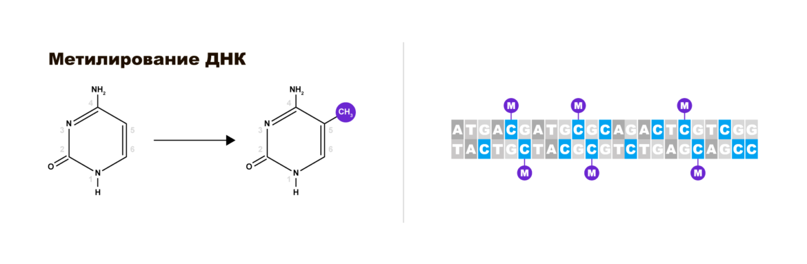 Схема метилирования ДНК. Механизм метилирования нуклеотидов. Процесс метилирования ДНК биохимия. Метилирование нуклеотидных остатков.