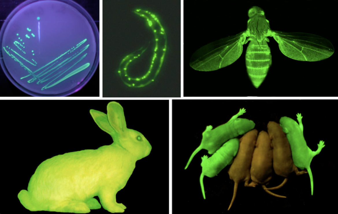 Зеленый флуоресцентный протеин (GFP. Флуоресцентный белок GFP. Флуоресцентный белок GFP животные. Зеленый флуоресцентный белок (Green Fluorescent Protein).