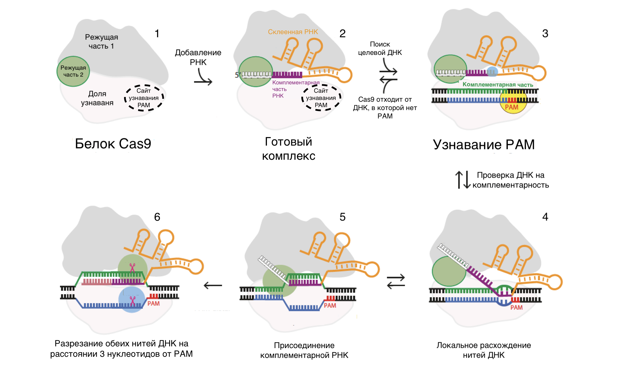 Crispr cas9 технология презентация