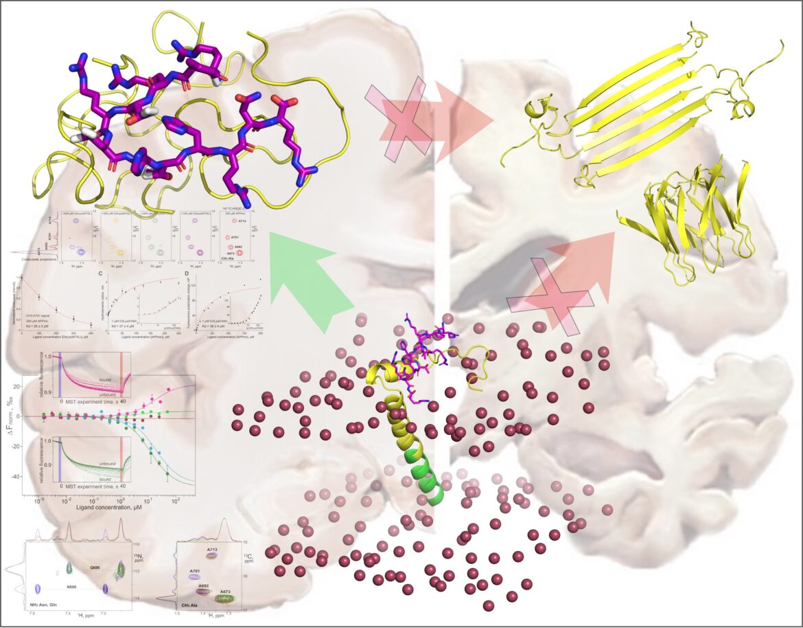 С использованием экспериментально полученных структурных данных представлено схематическое изображение действия пептида D3 (показан фиолетовым цветом) на CTFβ1-55 (мембрано-ассоциированный пептид в нижней части рисунка)4 с последующим образованием комплексов D3:Aβ1-42 (в левой верхней части рисунка, модели структур5 любезно предоставлены Dr. Jennifer Loschwitz) и ингибированием образования токсичных олигомеров Aβ6 (в правой верхней части рисунка).