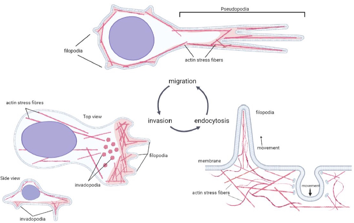 International journal of molecular sciences