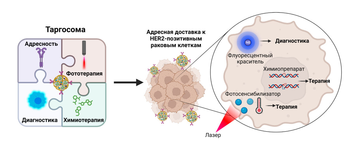 Рисунок. Структуры мультимодальных таргосом для онкотераностики. Источник: Journal of Controlled Release