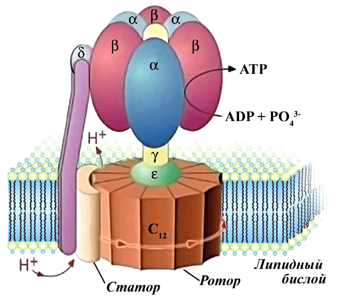 АТФ-синтаз
