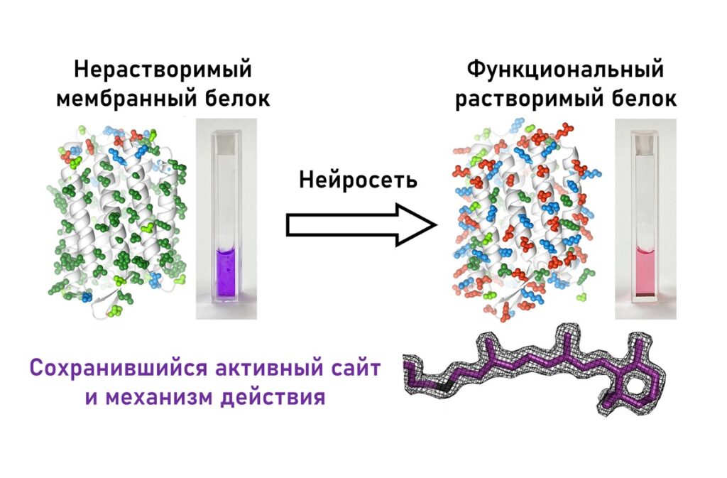 белков