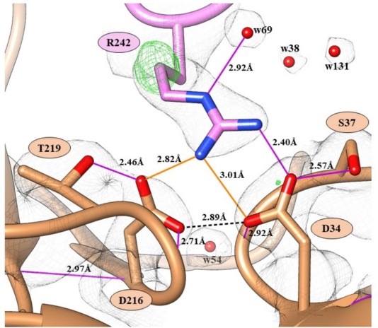 Рис. 1. Взаимодействия атомов в молекуле химозина. Источник: International Journal of Biological Macromolecules