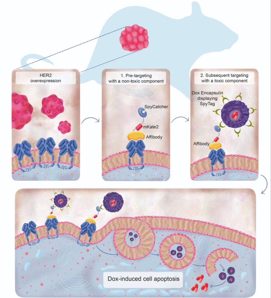 Рисунок. Схематическое изображение системы доставки лекарств. Источник: Advanced Healthcare Materials